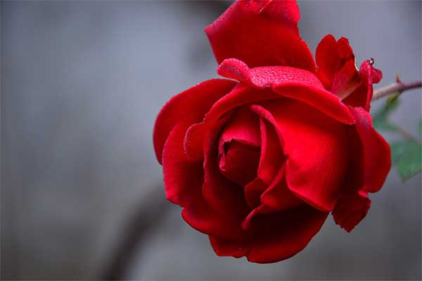 A Rose, From You to You