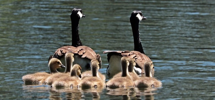 Choose Your Family