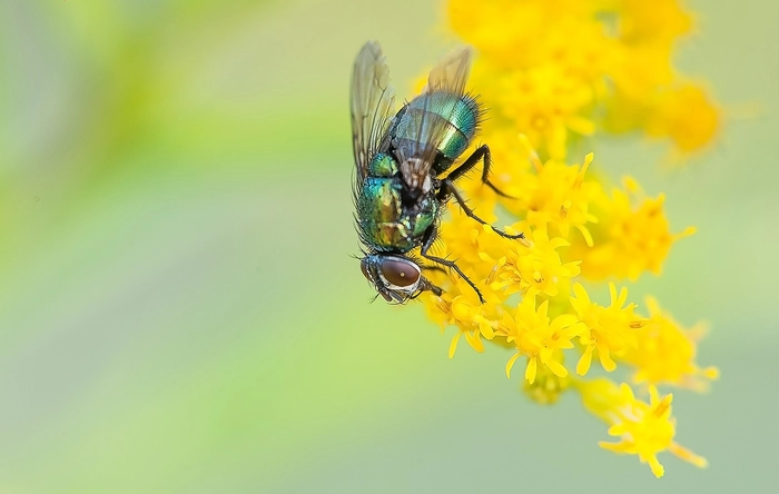 It's just a fly!