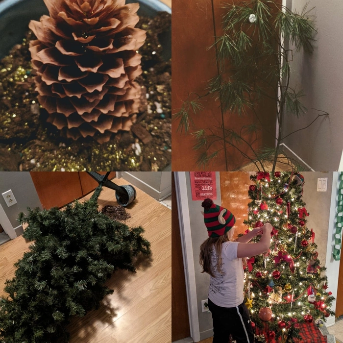 Tradition - What if we grew our own Christmas…